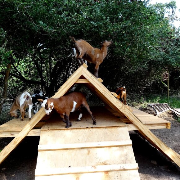 Meet your Posher, Tammy - Picture 1 of 1